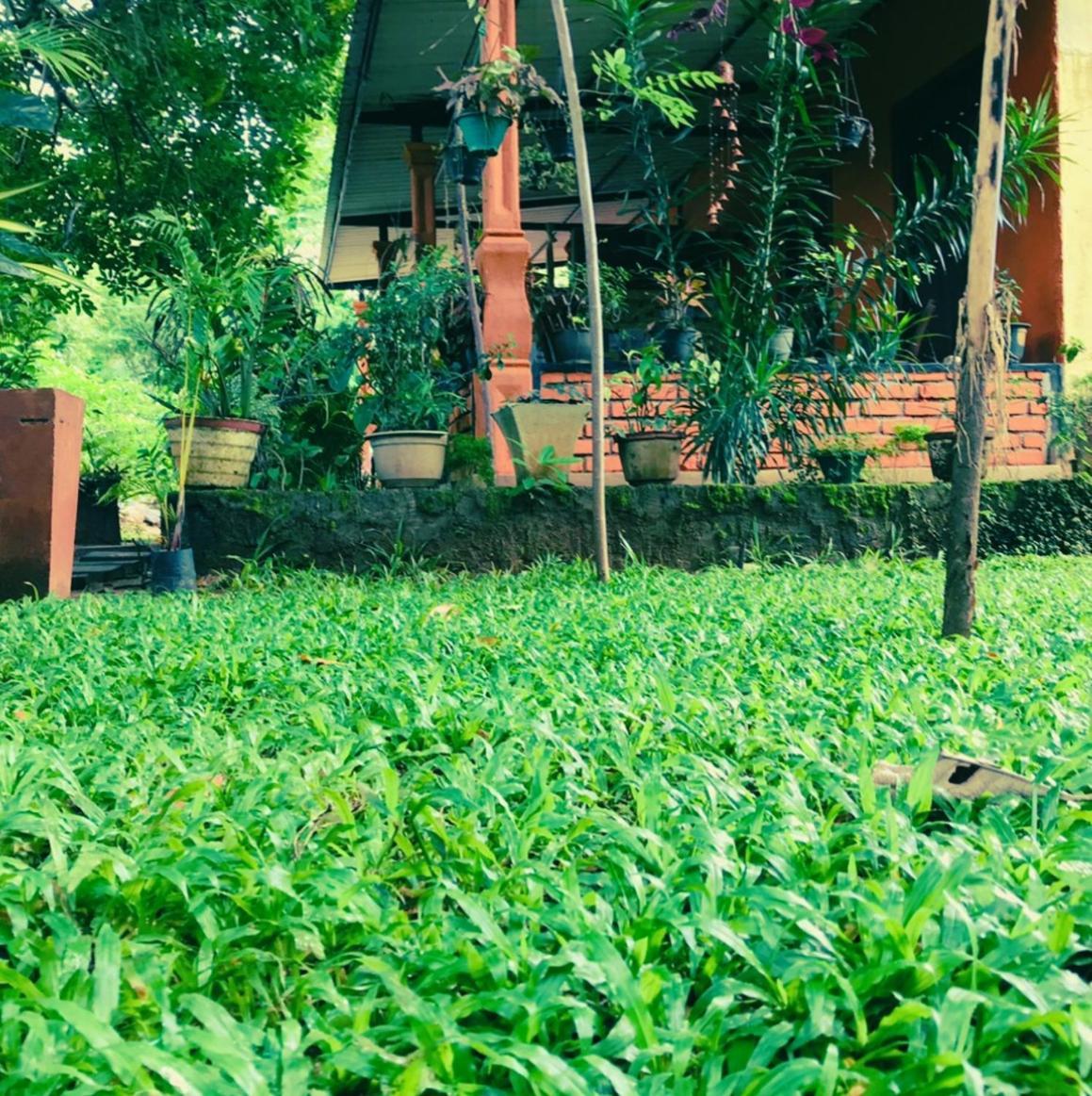 Oleena Home Stay Habarana Exteriér fotografie
